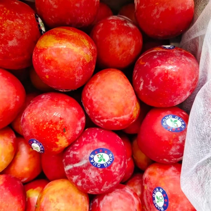 fresh plum with 5kgs carton box high quality