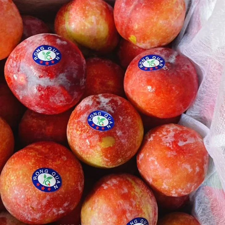 fresh plum with 5kgs carton box factory